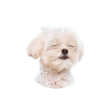 WeButlers AA KERAMIDE Moisture Pet Mist Webutlers